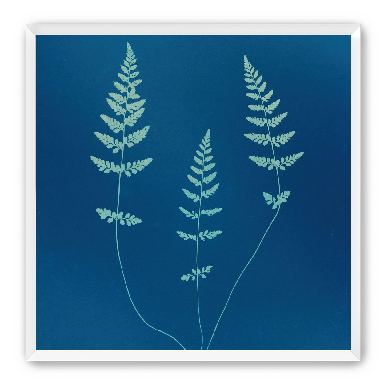 Three ferns in blue