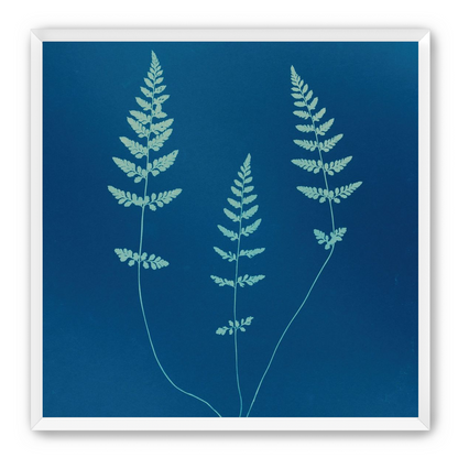 Three ferns in blue