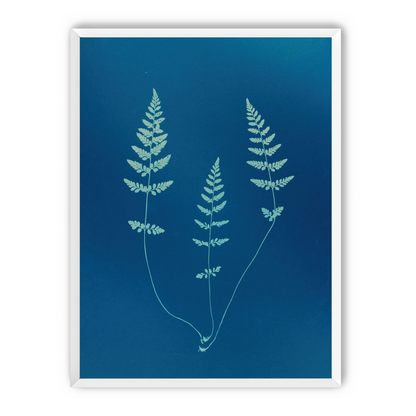 Three ferns in blue