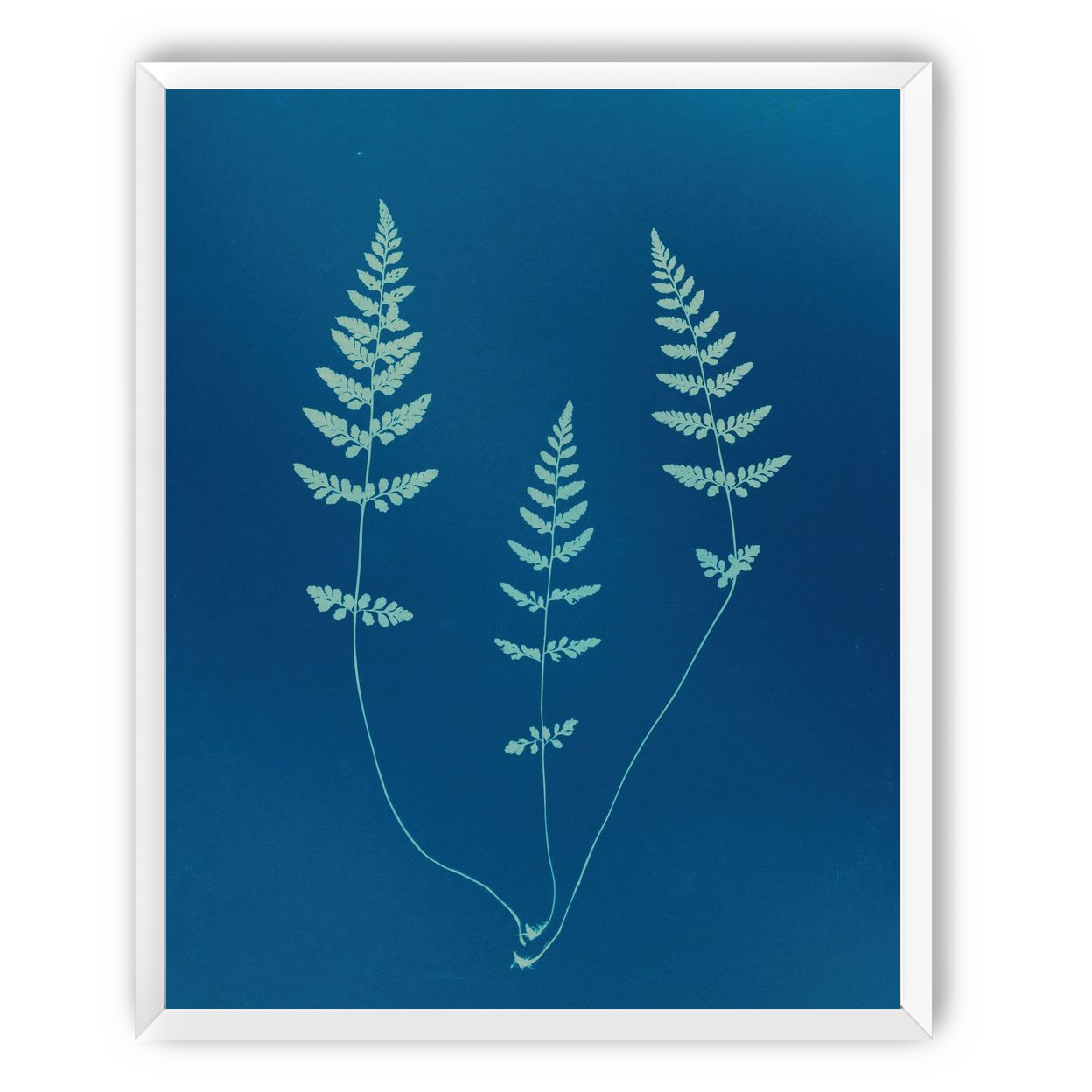 Three ferns in blue