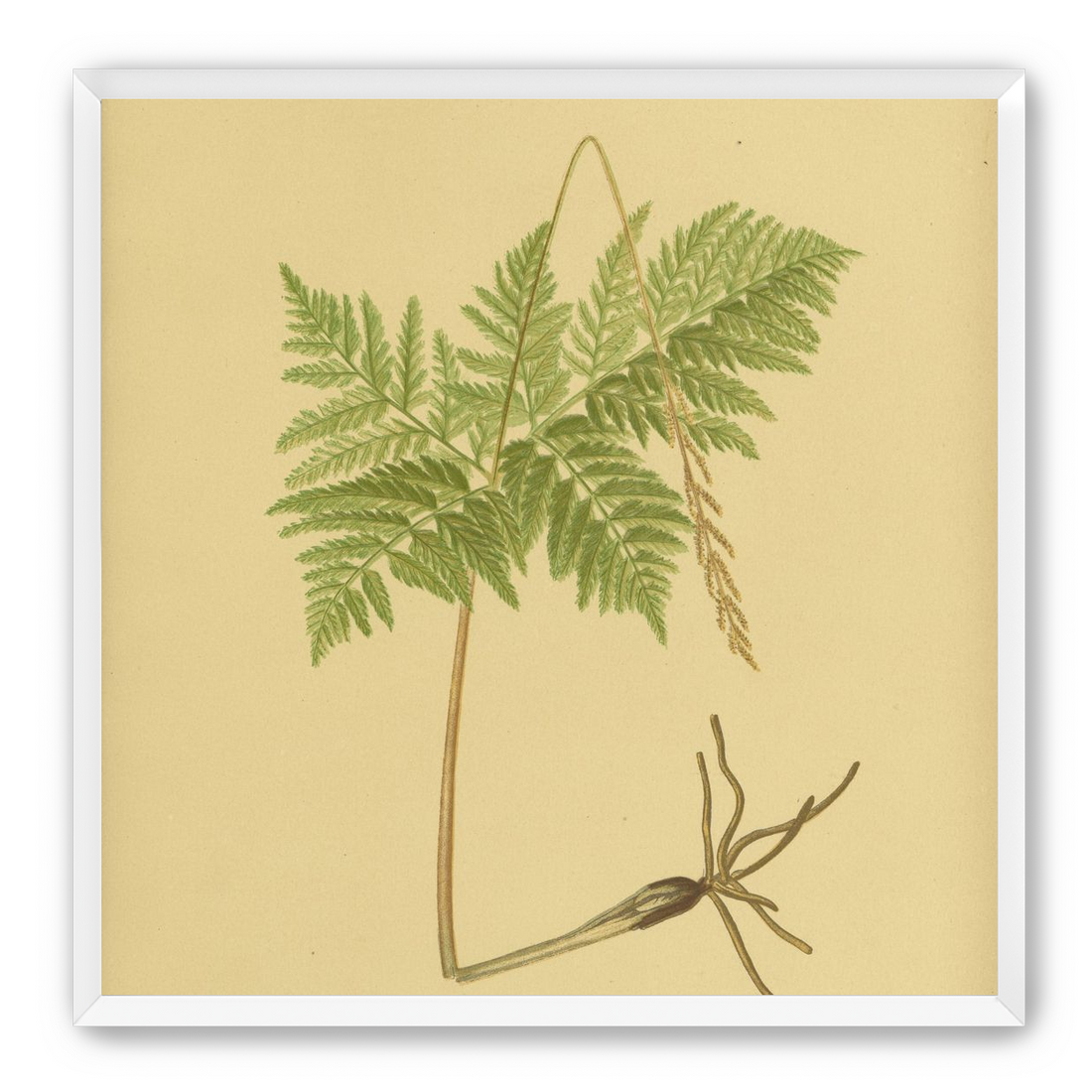 Fern fronds above bare roots