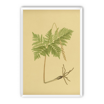 Fern fronds above bare roots