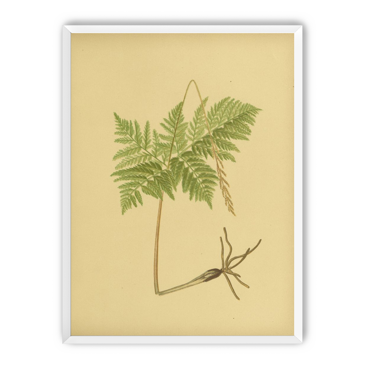 Fern fronds above bare roots