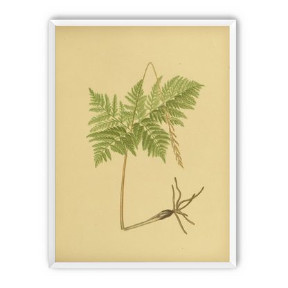 Fern fronds above bare roots