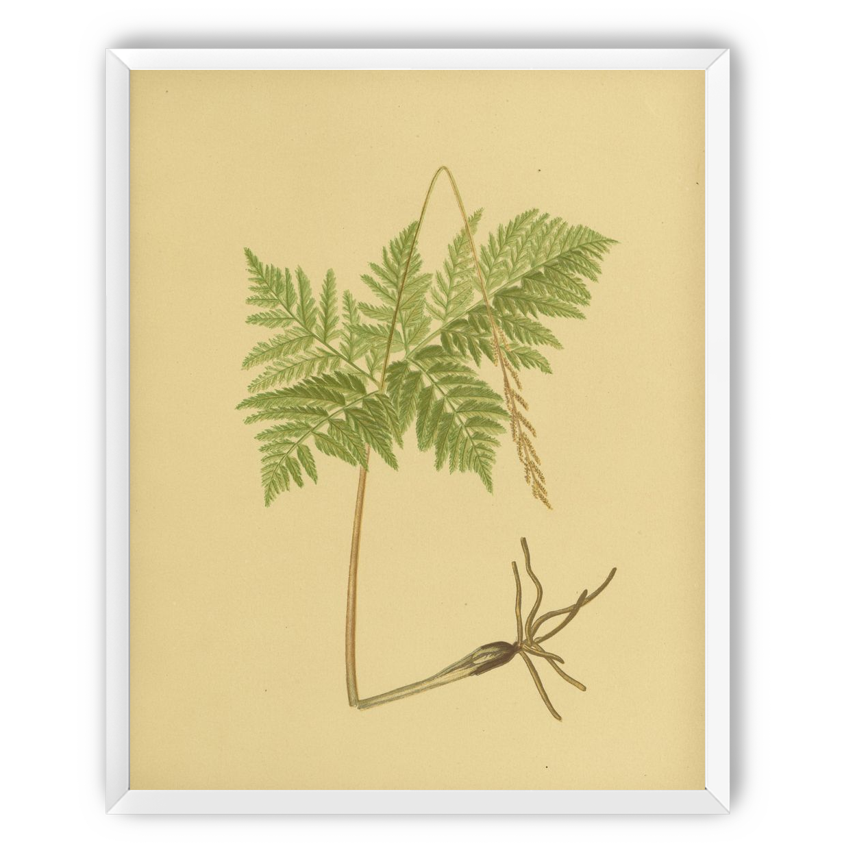 Fern fronds above bare roots