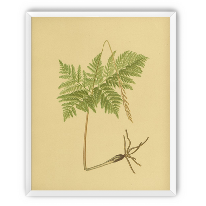 Fern fronds above bare roots