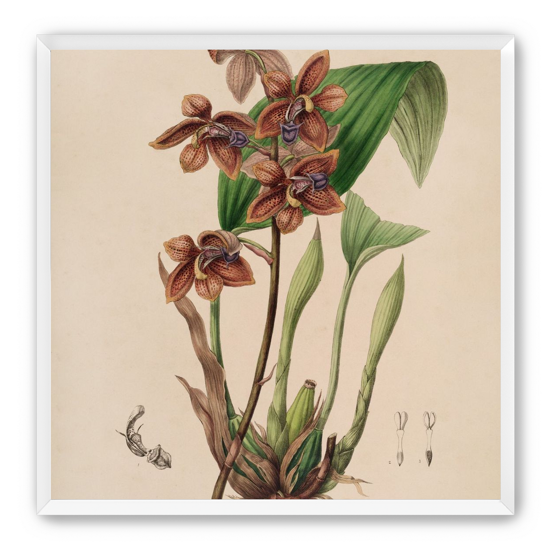 Speckled orchids on pale paper