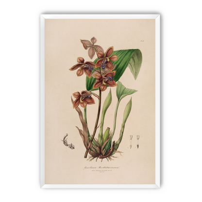 Speckled orchids on pale paper