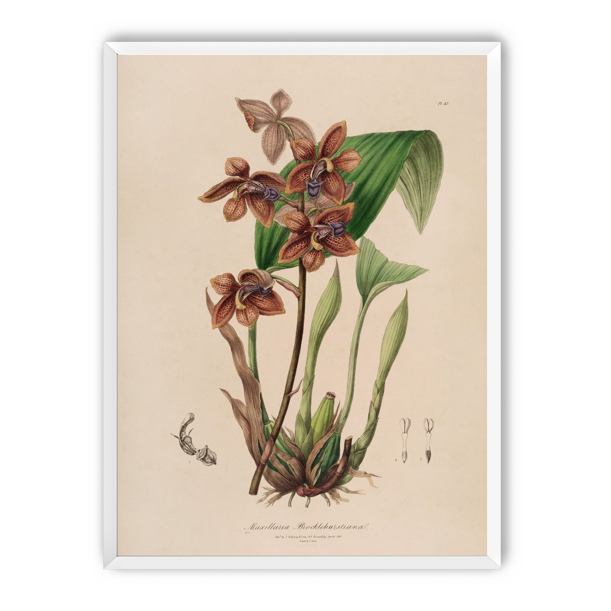 Speckled orchids on pale paper