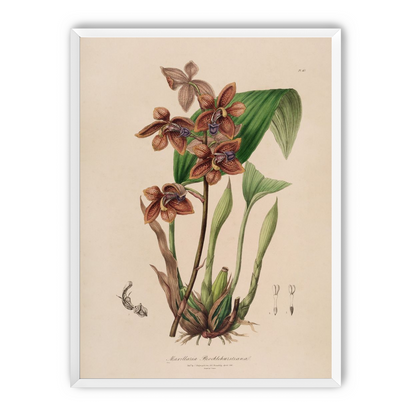 Speckled orchids on pale paper