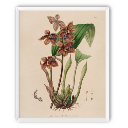 Speckled orchids on pale paper
