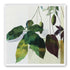 Leaves crossing the pale grid