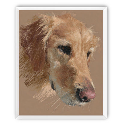 Warm browns on a golden retriever