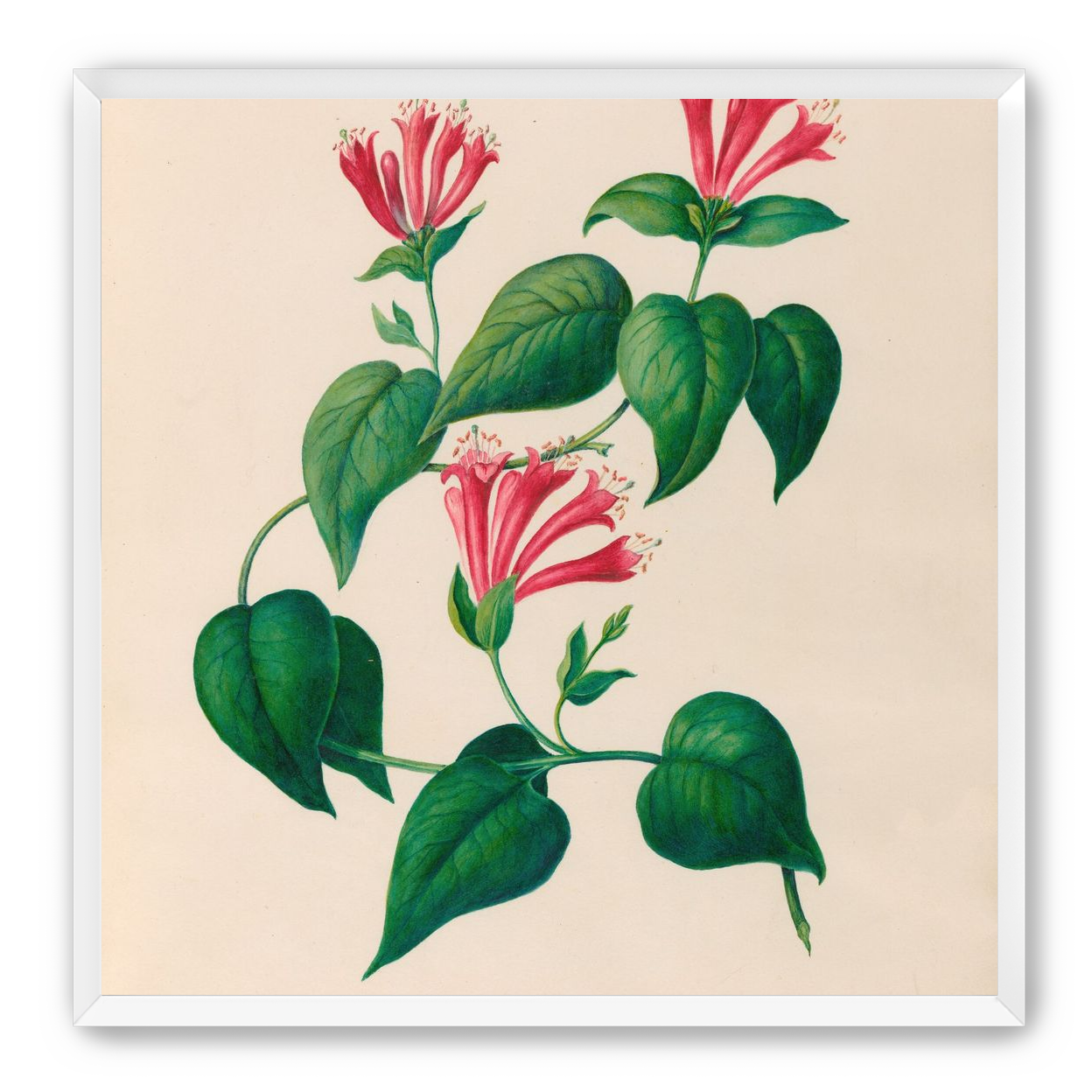 Three trumpets on a vine