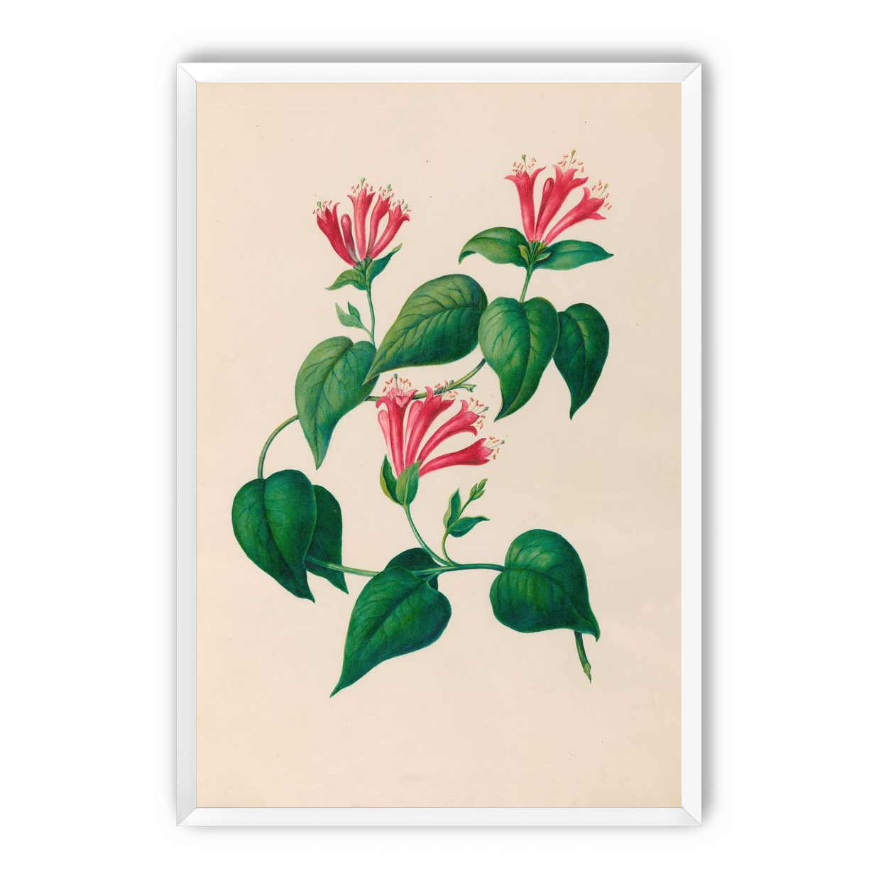 Three trumpets on a vine