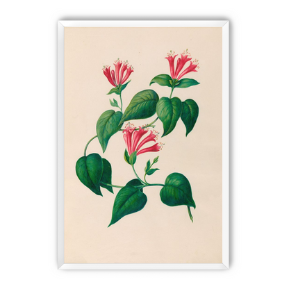 Three trumpets on a vine