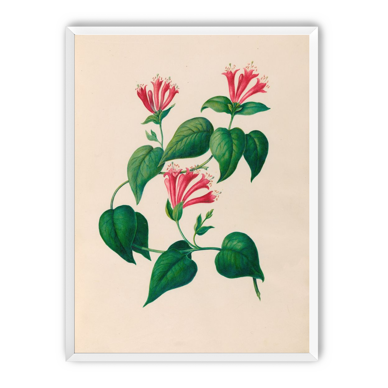 Three trumpets on a vine