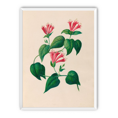 Three trumpets on a vine