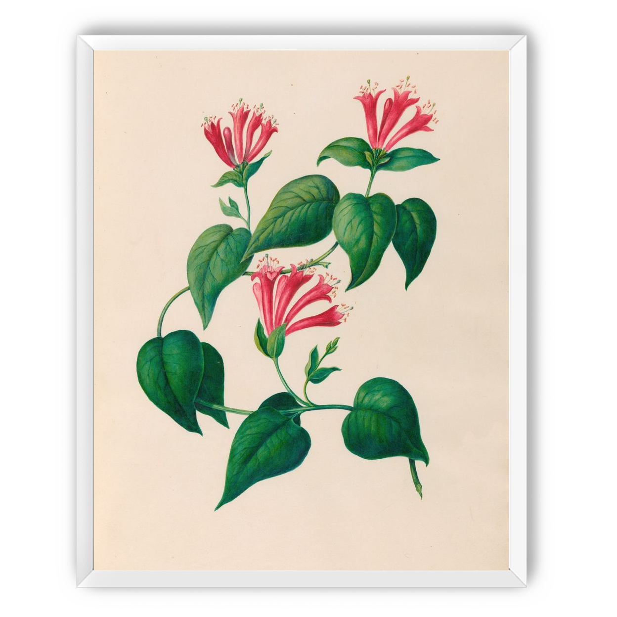 Three trumpets on a vine