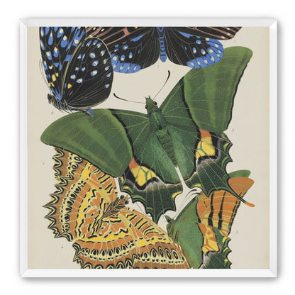 Butterflies on a pale plate