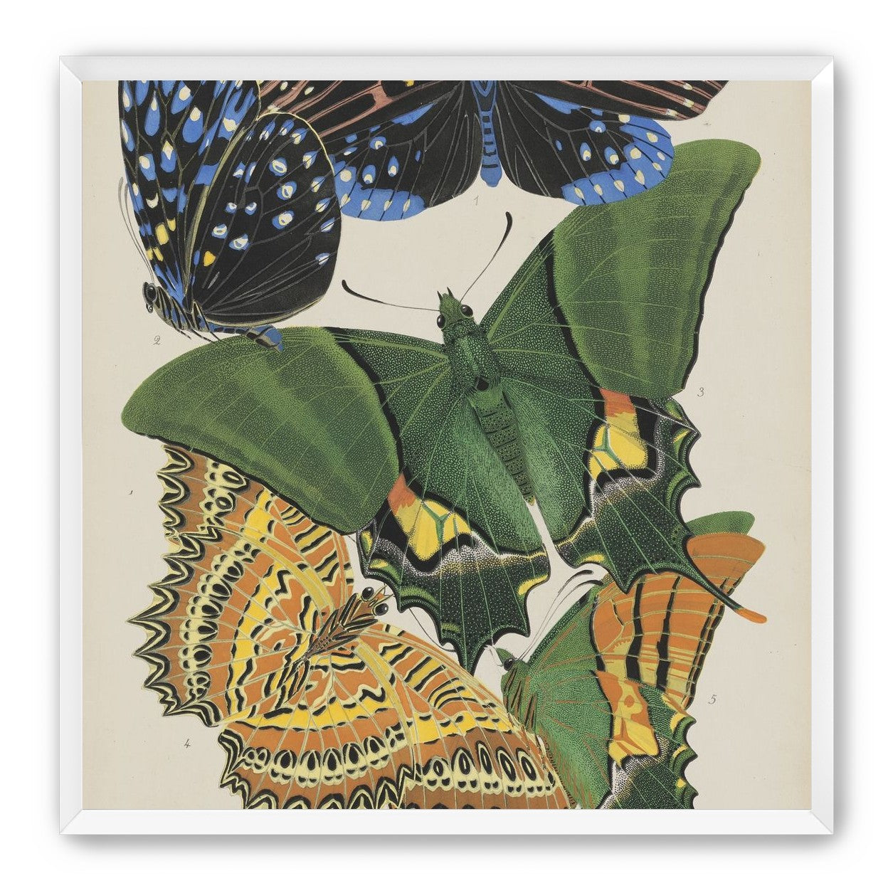Butterflies on a pale plate