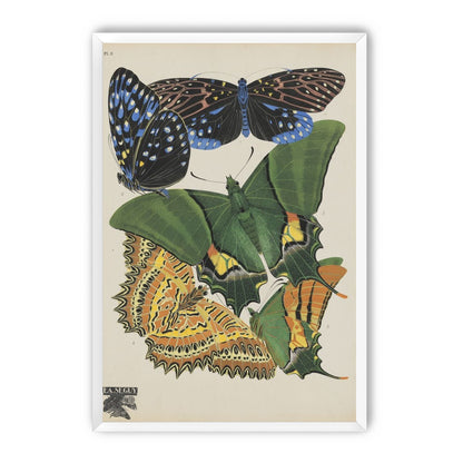 Butterflies on a pale plate