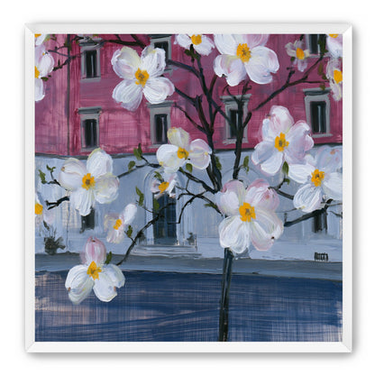 White blossoms over the pink house