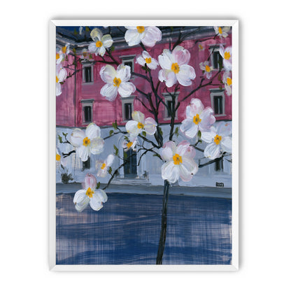 White blossoms over the pink house