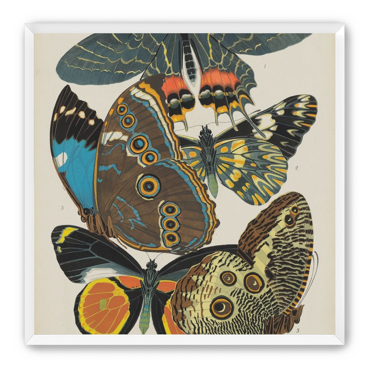 Five butterflies in quiet display