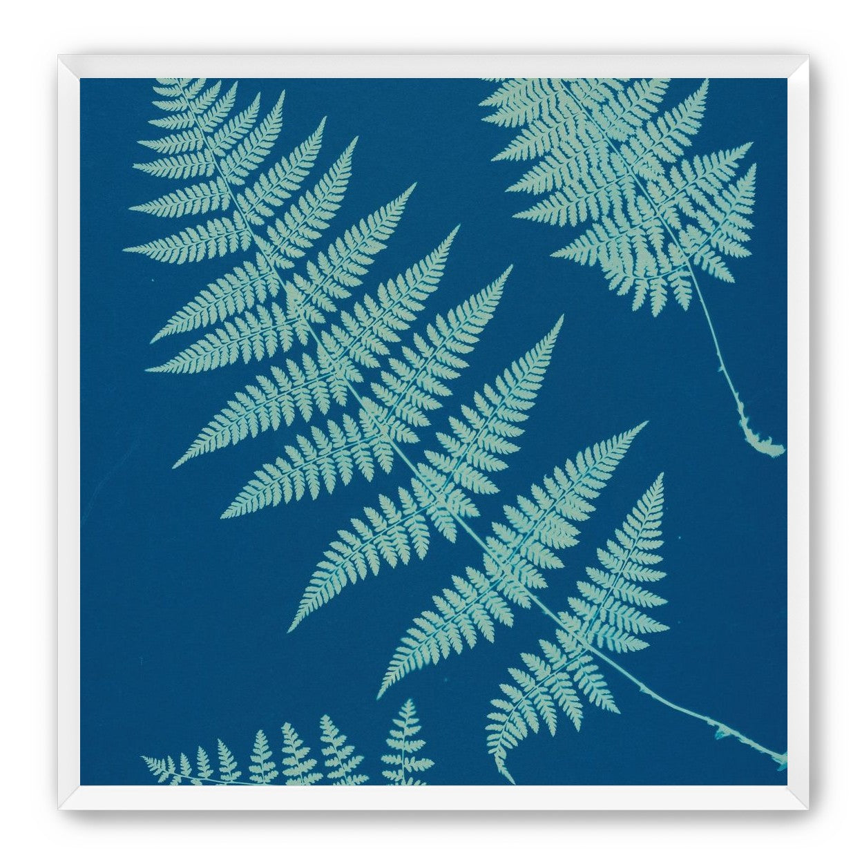 Pale ferns in deep blue