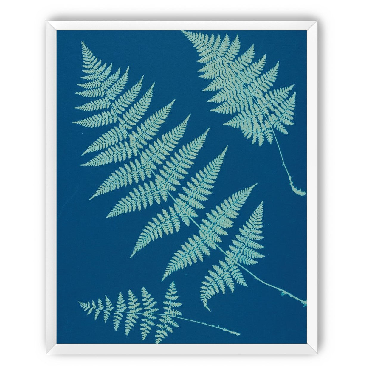 Pale ferns in deep blue