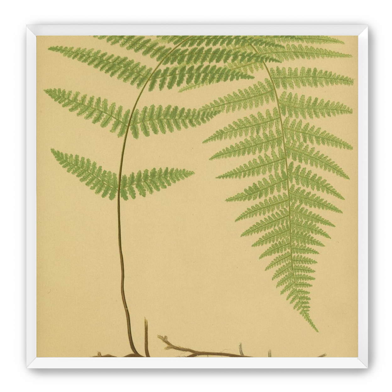 Green frond on tan paper