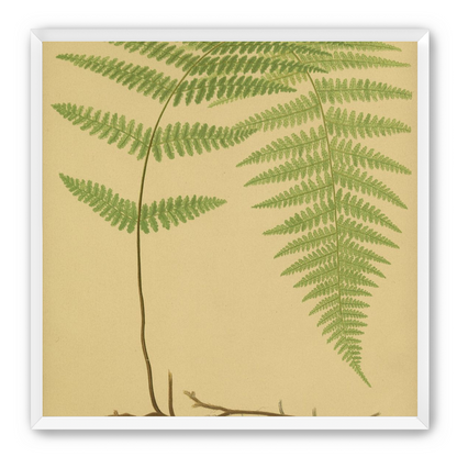 Green frond on tan paper