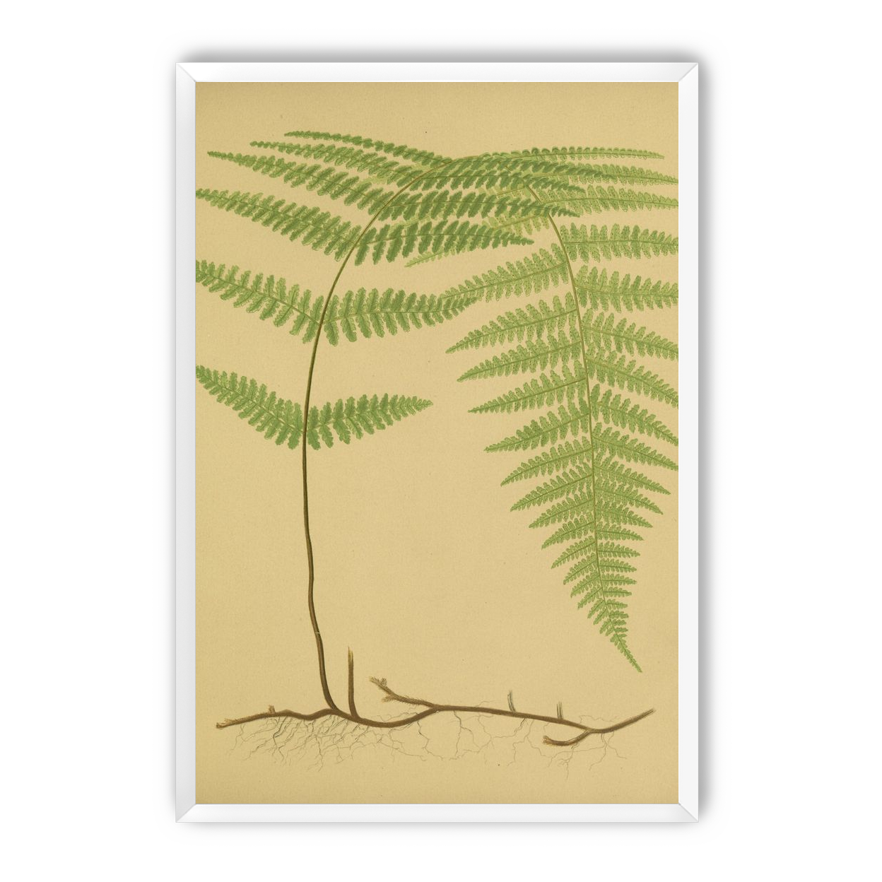 Green frond on tan paper