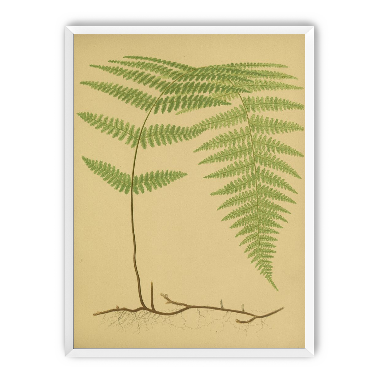 Green frond on tan paper