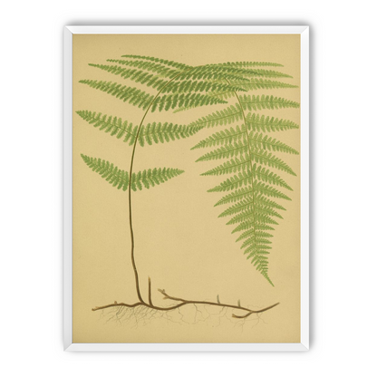 Green frond on tan paper
