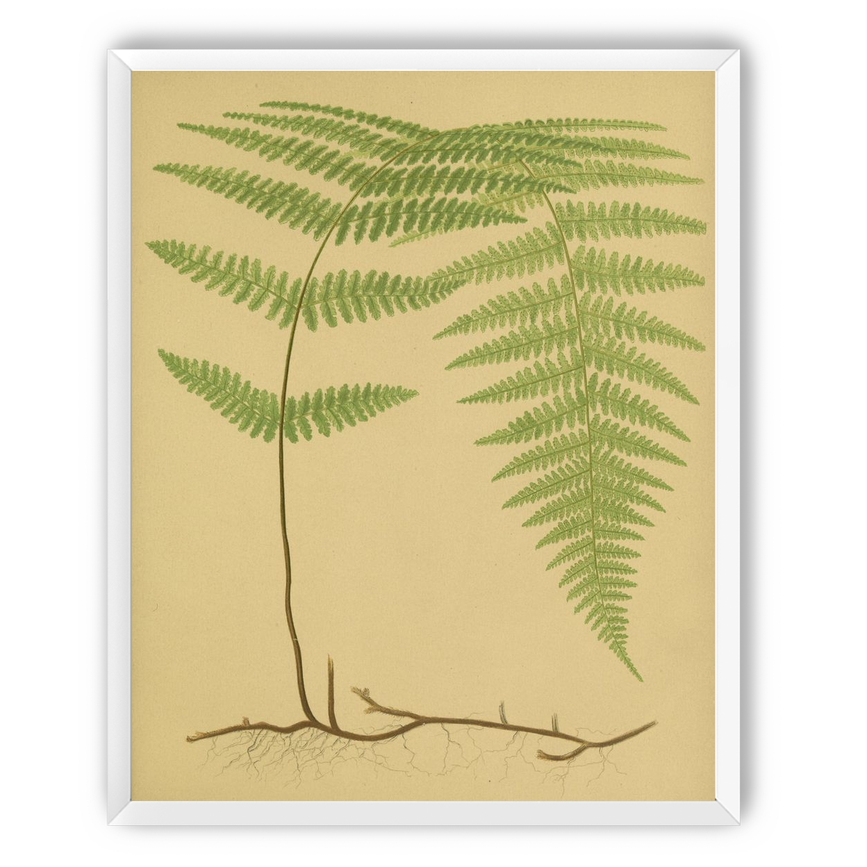 Green frond on tan paper