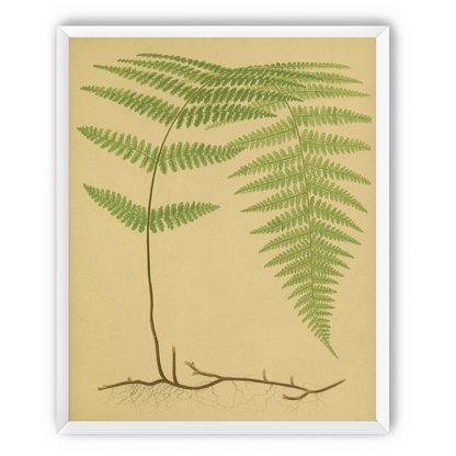 Green frond on tan paper