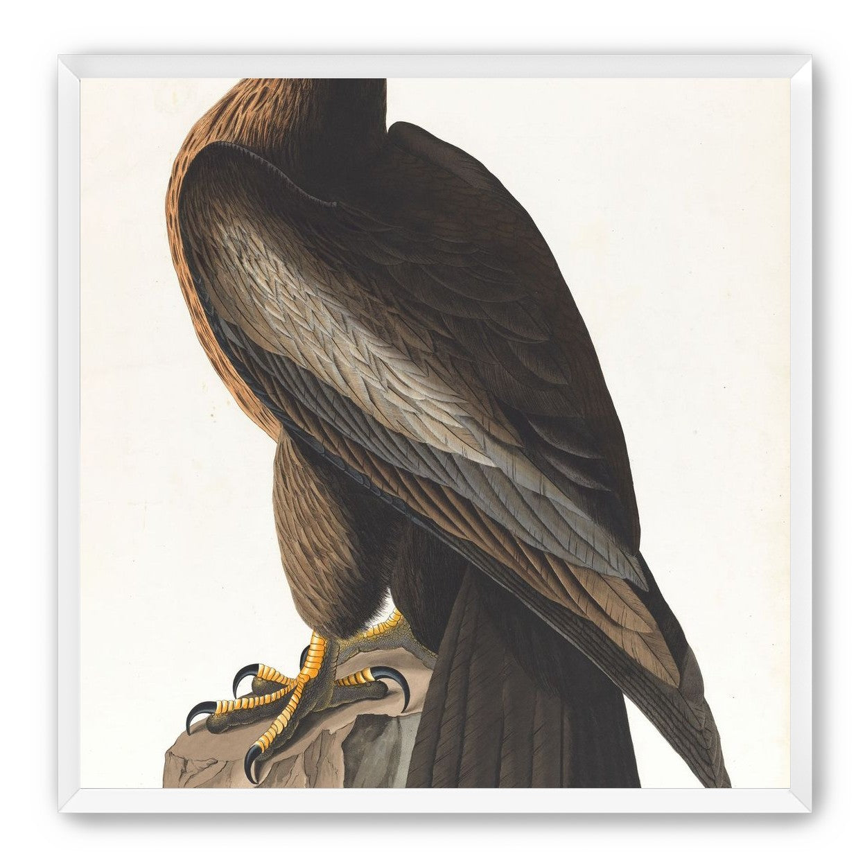 Brown hawk on rock