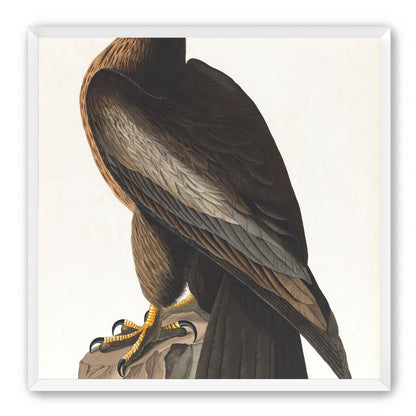 Brown hawk on rock