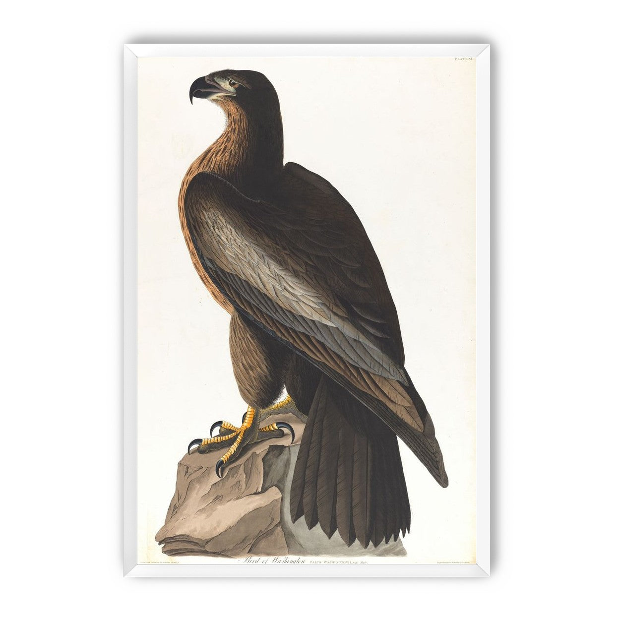 Brown hawk on rock