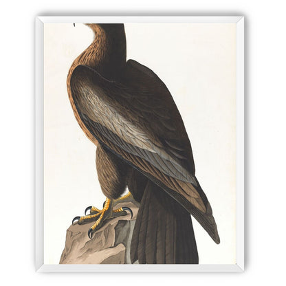 Brown hawk on rock