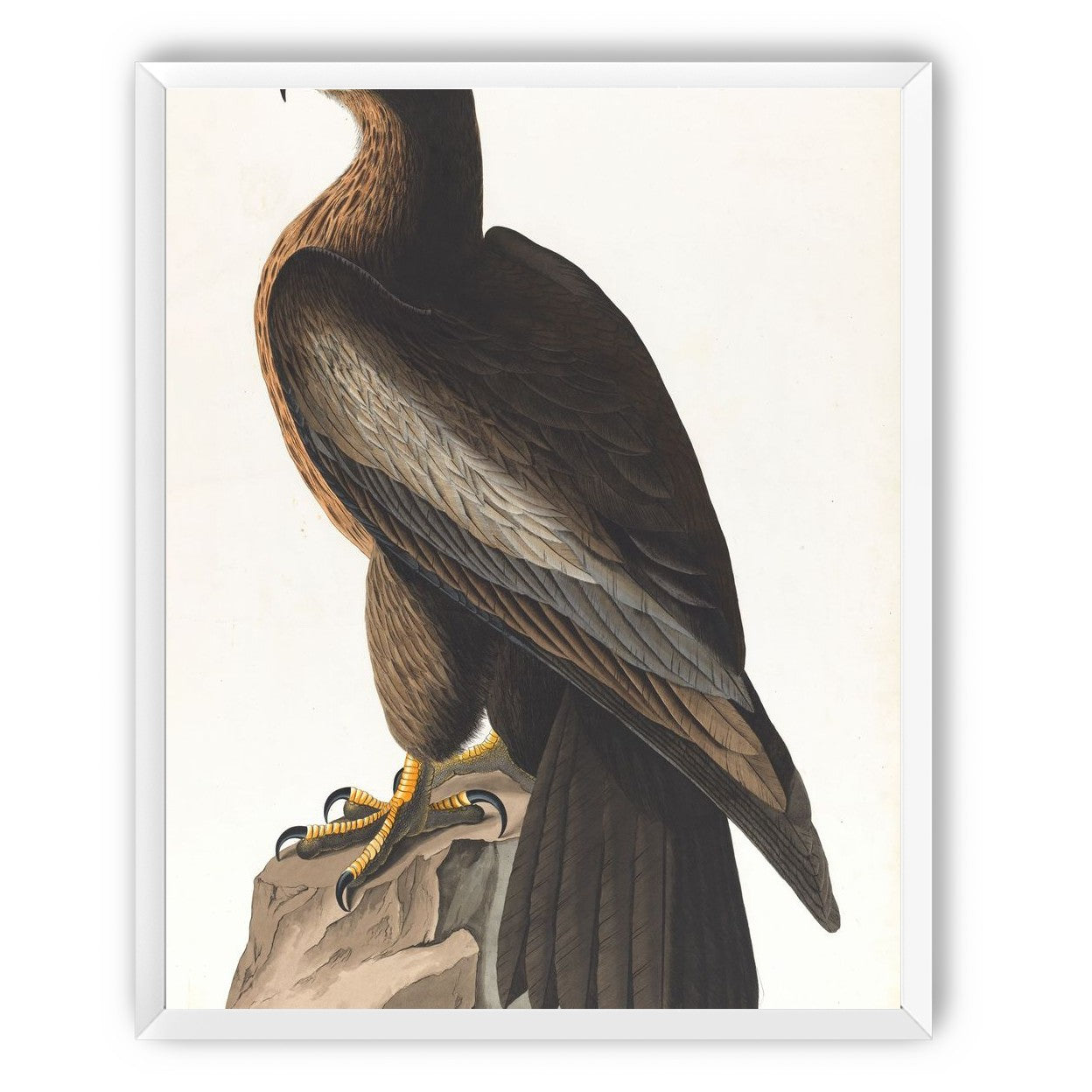 Brown hawk on rock