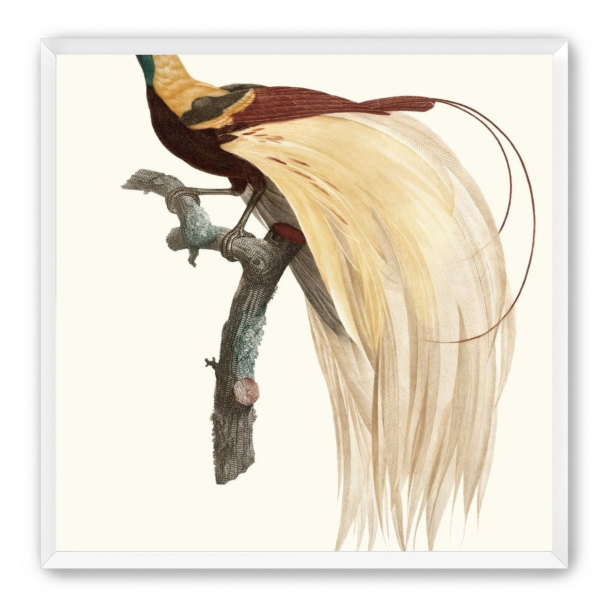 Open beak and trailing plumes