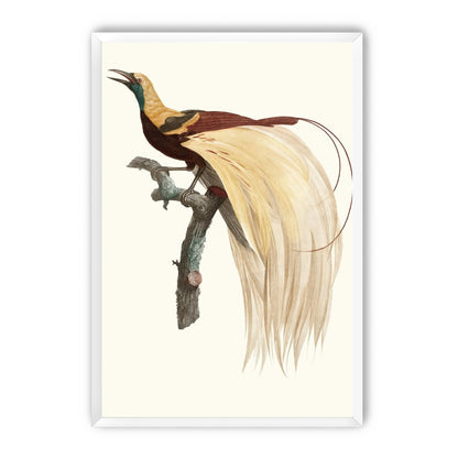 Open beak and trailing plumes