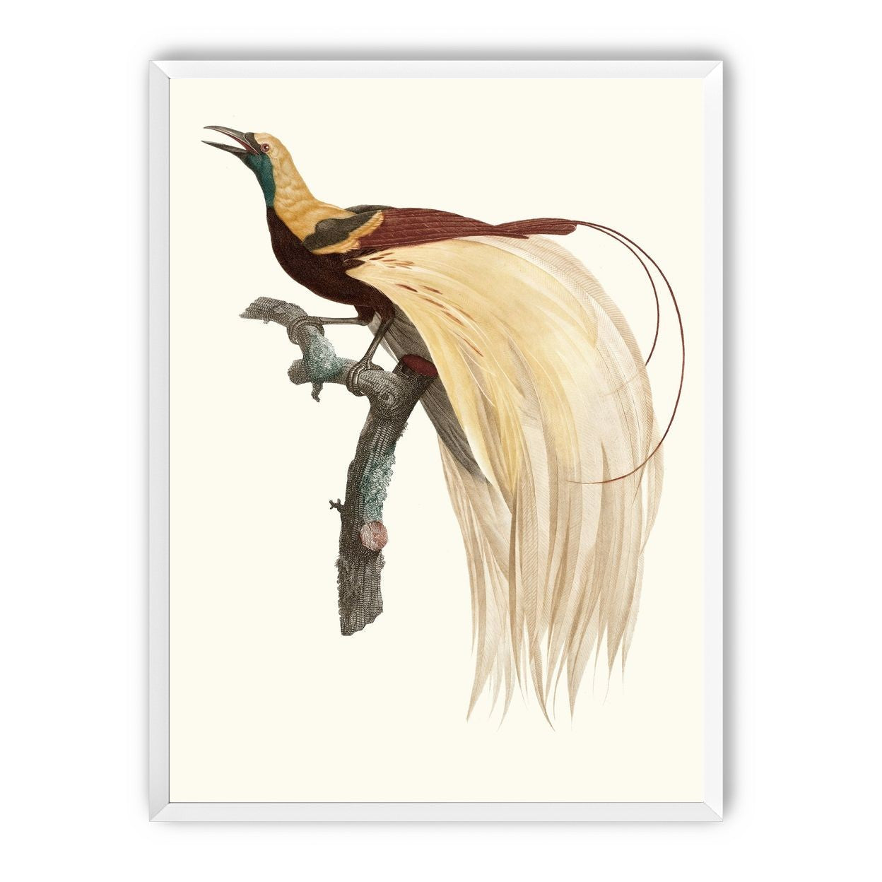 Open beak and trailing plumes