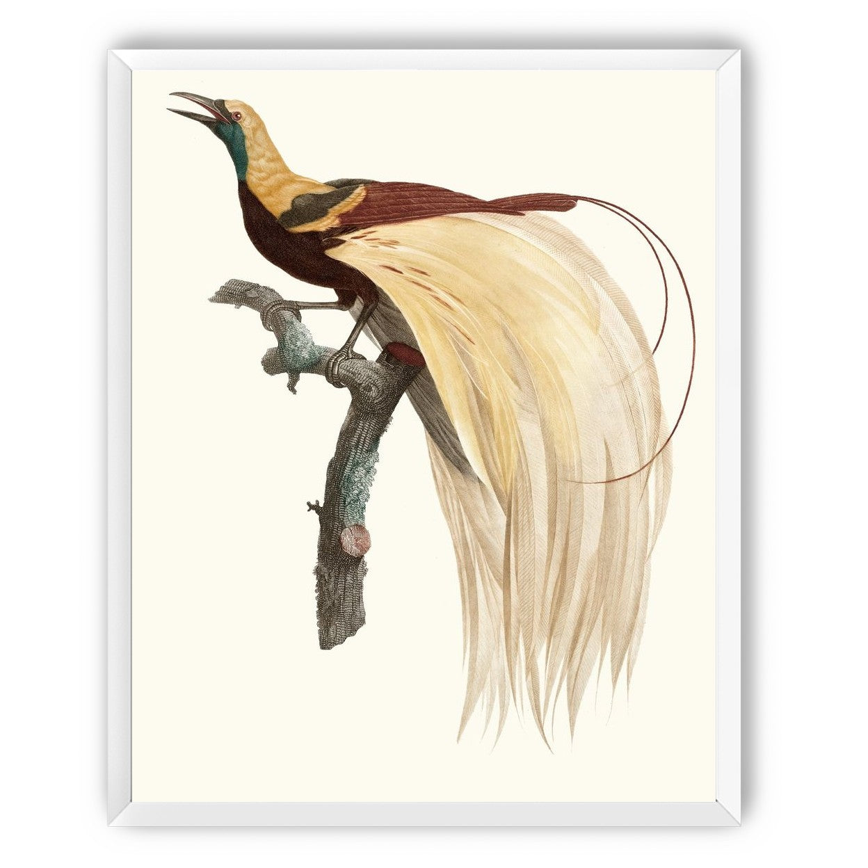Open beak and trailing plumes