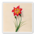 One flower above two buds