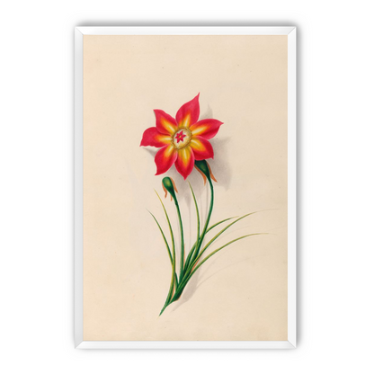 One flower above two buds