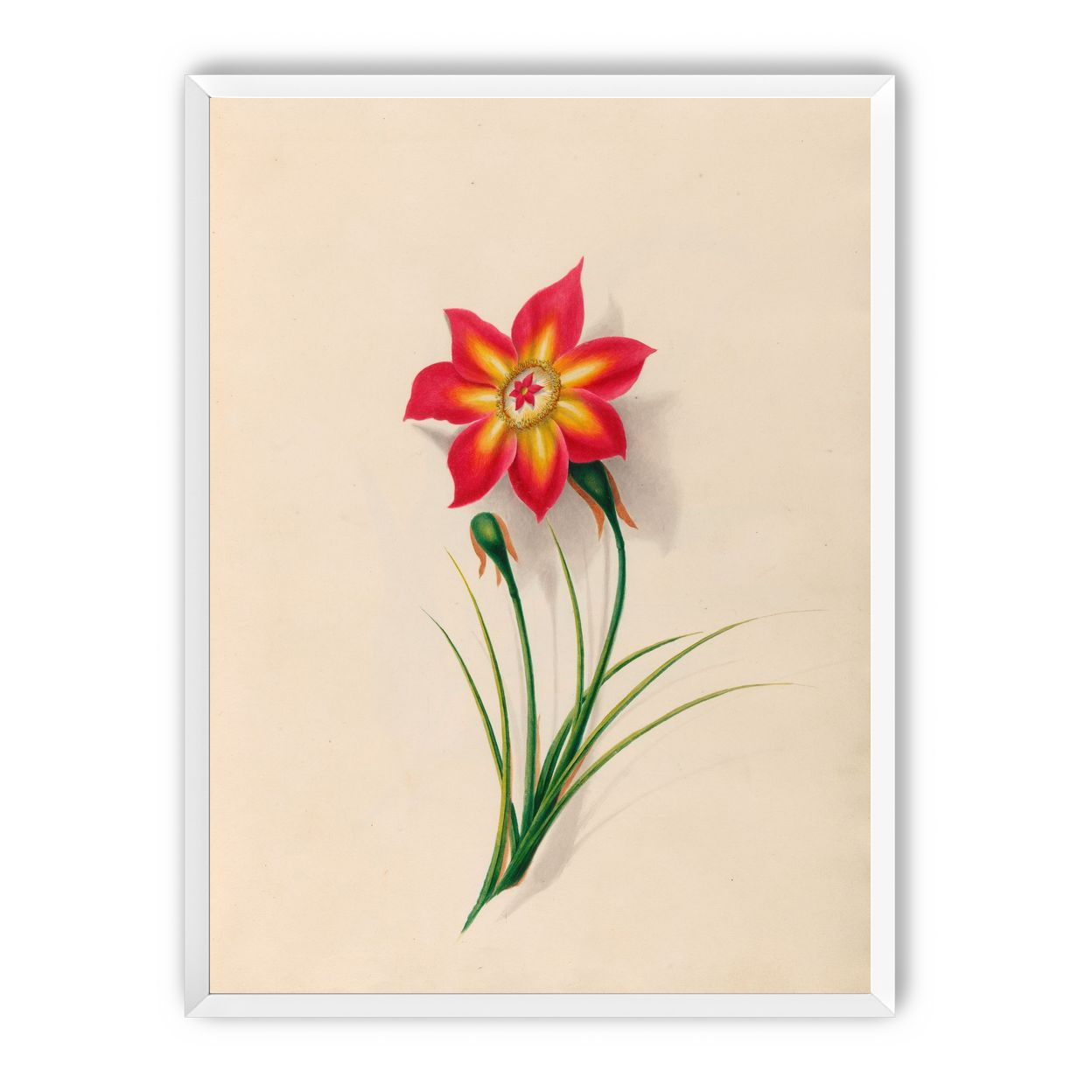 One flower above two buds